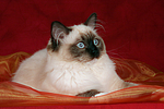 katzenfotos ragdoll