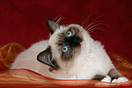 katzenfotos ragdoll