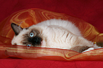 katzenfotos ragdoll