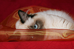 katzenfotos ragdoll