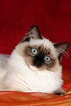 katzenfotos ragdoll