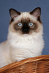 katzenfotos ragdoll
