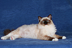katzenfotos ragdoll