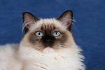 katzenfotos ragdoll