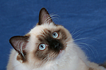 katzenfotos ragdoll