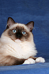 katzenfotos ragdoll