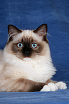 katzenfotos ragdoll