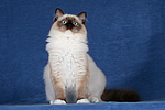 katzenfotos ragdoll