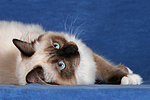 katzenfotos ragdoll