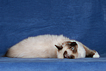 katzenfotos ragdoll