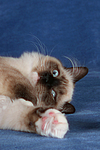 katzenfotos ragdoll