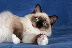 katzenfotos ragdoll