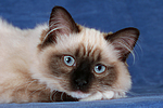 katzenfotos ragdoll