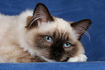 katzenfotos ragdoll