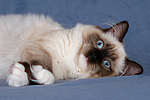 katzenfotos ragdoll