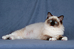 katzenfotos ragdoll