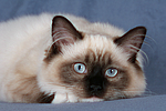 katzenfotos ragdoll