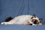katzenfotos ragdoll
