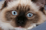 katzenfotos ragdoll