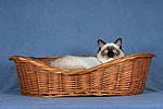 katzenfotos ragdoll