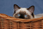 katzenfotos ragdoll
