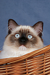 katzenfotos ragdoll