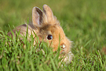 kleintierfotos kaninchen_-_loewenkoepfchen