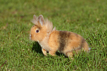kleintierfotos kaninchen_-_loewenkoepfchen