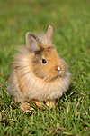 kleintierfotos kaninchen_-_loewenkoepfchen