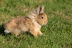 kleintierfotos kaninchen_-_loewenkoepfchen