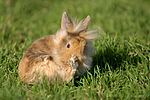 kleintierfotos kaninchen_-_loewenkoepfchen