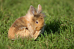 kleintierfotos kaninchen_-_loewenkoepfchen
