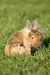 kleintierfotos kaninchen_-_loewenkoepfchen