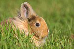 kleintierfotos kaninchen_-_loewenkoepfchen