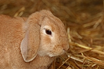 kleintierfotos kaninchen_-_widderkaninchen