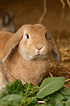 kleintierfotos kaninchen_-_widderkaninchen