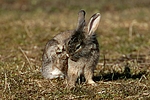 kleintierfotos kaninchen_-_loewenkoepfchen