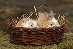 kleintierfotos kaninchen_-_zwergkaninchen