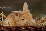kleintierfotos kaninchen_-_zwergkaninchen