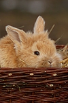 kleintierfotos kaninchen_-_zwergkaninchen
