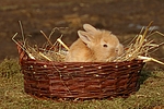 kleintierfotos kaninchen_-_zwergkaninchen