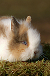 kleintierfotos kaninchen_-_zwergkaninchen