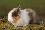kleintierfotos kaninchen_-_zwergkaninchen