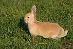 kleintierfotos kaninchen_-_zwergkaninchen