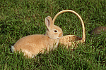 kleintierfotos kaninchen_-_zwergkaninchen