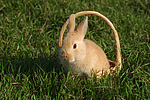 kleintierfotos kaninchen_-_zwergkaninchen