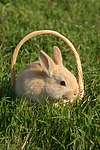 kleintierfotos kaninchen_-_zwergkaninchen