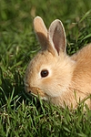 kleintierfotos kaninchen_-_zwergkaninchen
