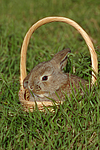 kleintierfotos kaninchen_-_zwergwidder