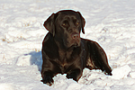 hundefotos labrador_retriever